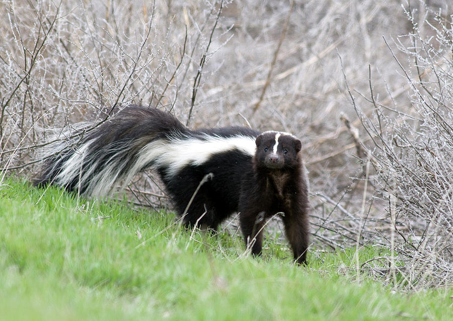 Skunk Photograph by Earl Nelson - Fine Art America