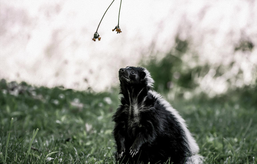 Skunk Photograph by Tracy Winter