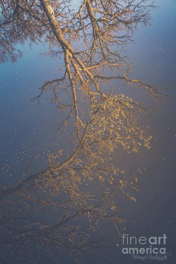 Sky Above Me, Water Below Me, Life Surrounds Me. by Viviana Nadowski Sky Above Me, Water Below Me, Life Surrounds Me. by Viviana Nadowski