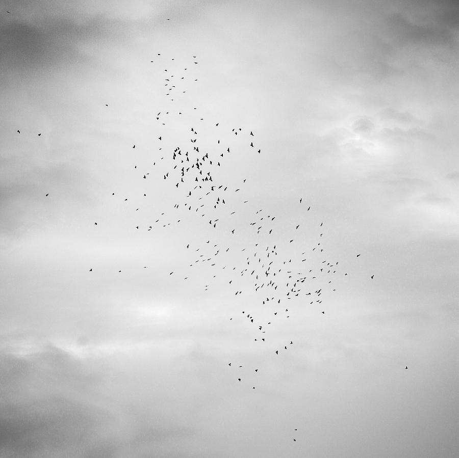 Black And White Photograph - Sky and birds Study IV by Guido Montanes Castillo