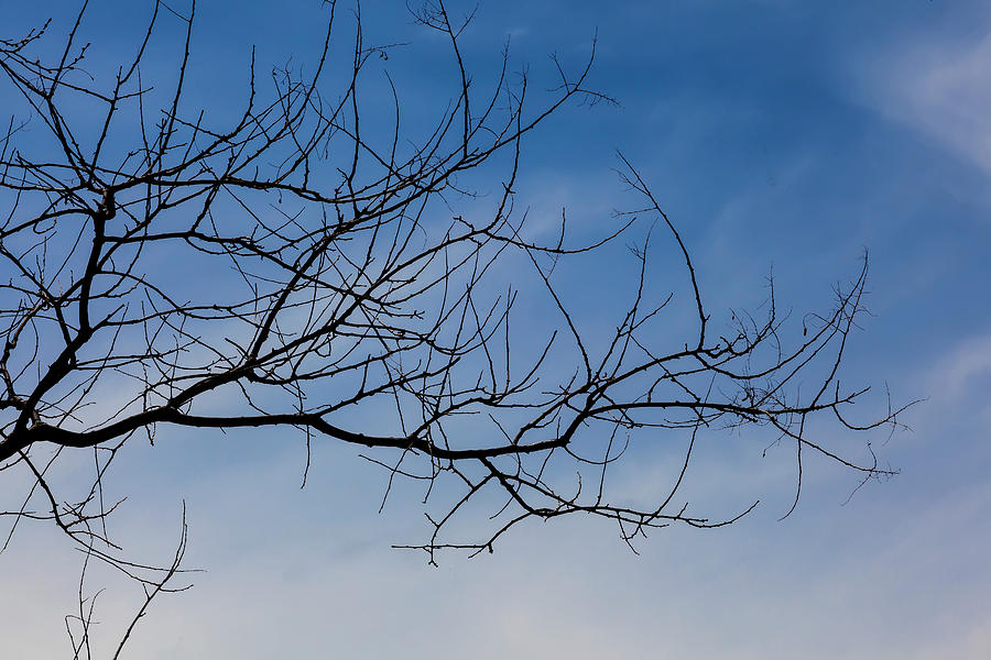 Sky and Branches Photograph by Robert Ullmann
