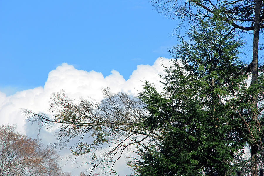 Sky And Clouds With Trees Photograph by Cora Wandel