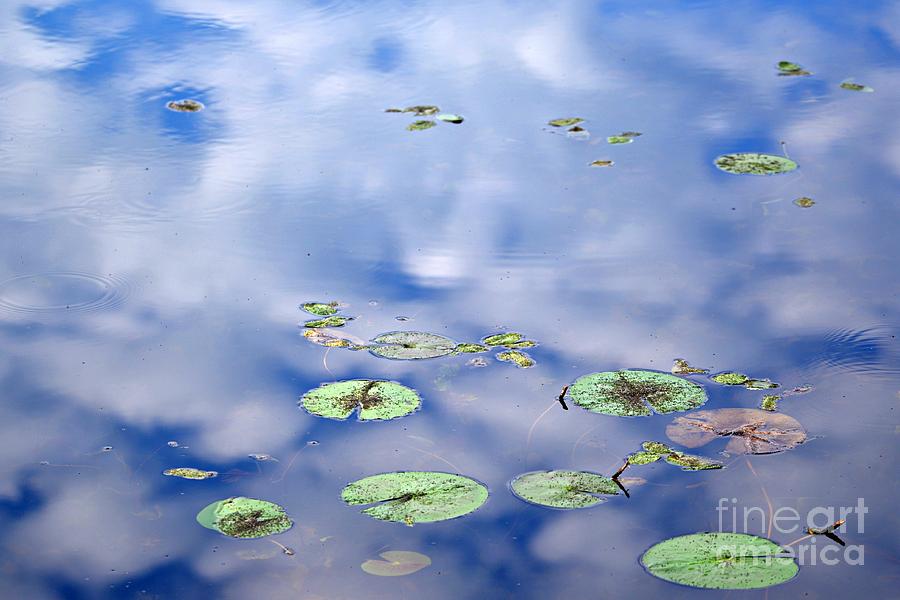 Sky and the Lily Pads Photograph by Lila Fisher-Wenzel