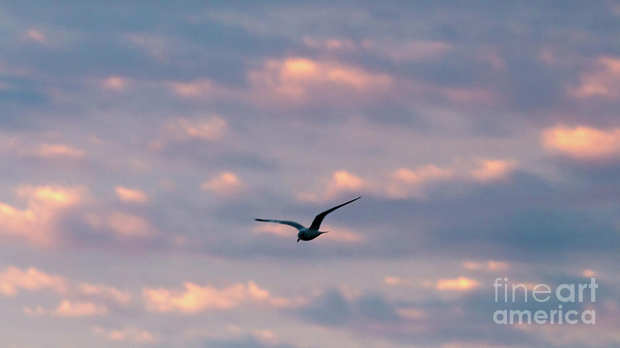Sky Bird Photograph by Robert Loe