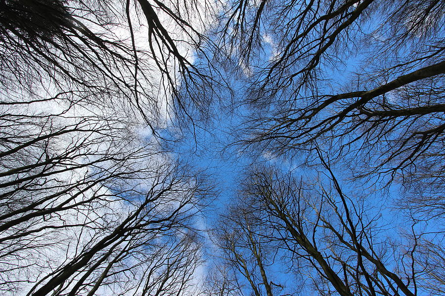 Sky Blue Trees Photograph by Gavin Wilson - Pixels