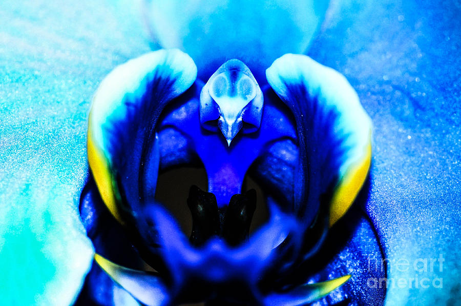 Sky blur orchid  Photograph by Gerald Kloss