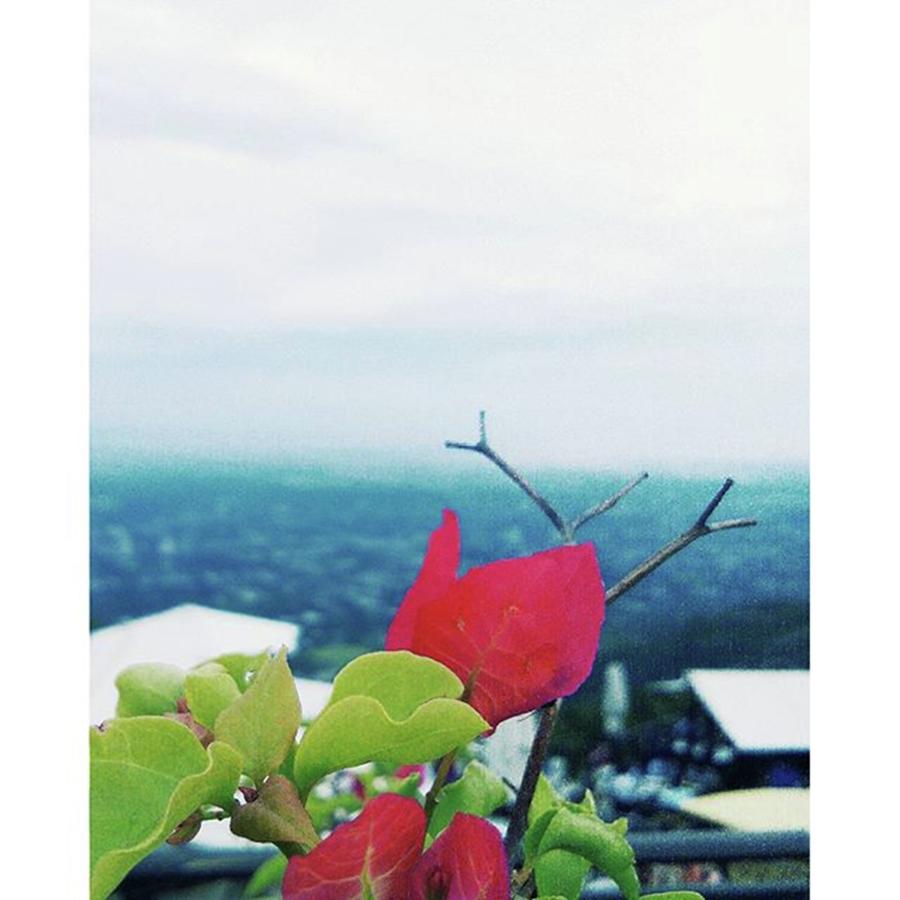 Flower Photograph - #sky #clouds #white #mountains #red by Umar Waseem