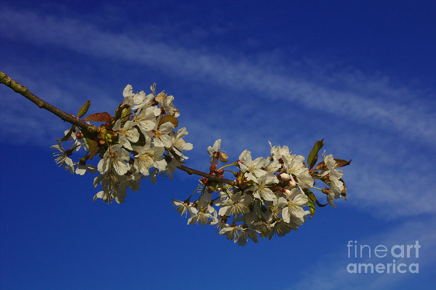 Sky Flowers Photograph by Jeremy Hayden