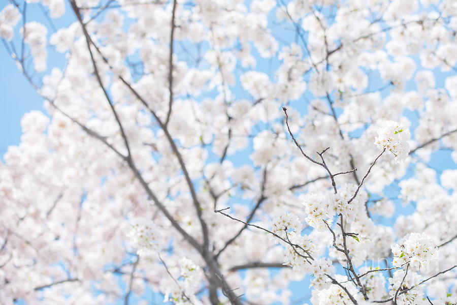 Sky Full of Blossoms Photograph by Bobbi Jo Beaver - Fine Art America