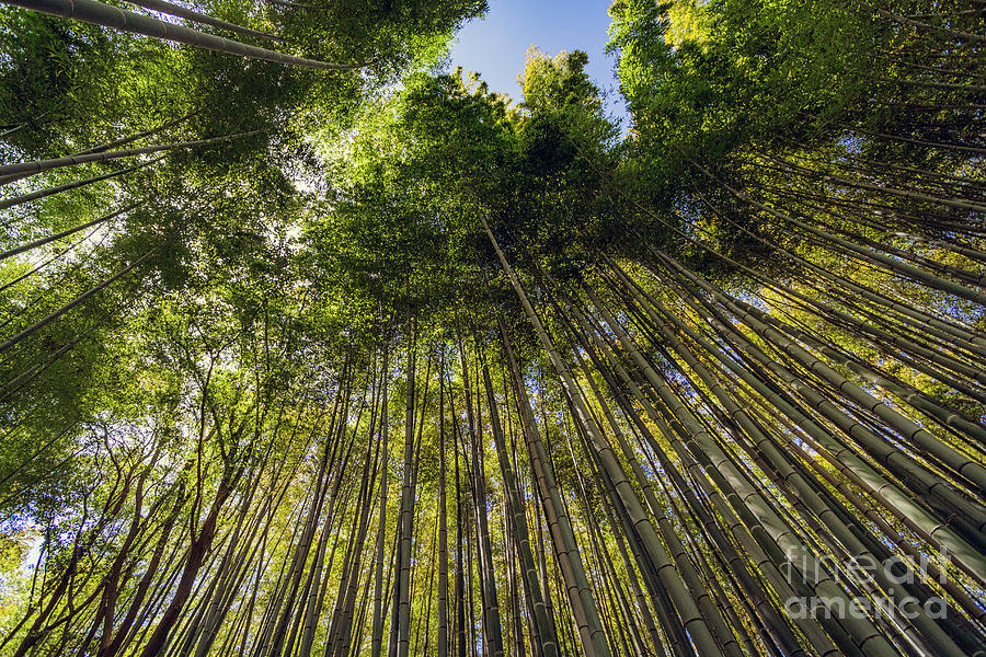 Sky High Bamboo in Arashiyama Photograph by Karen Jorstad