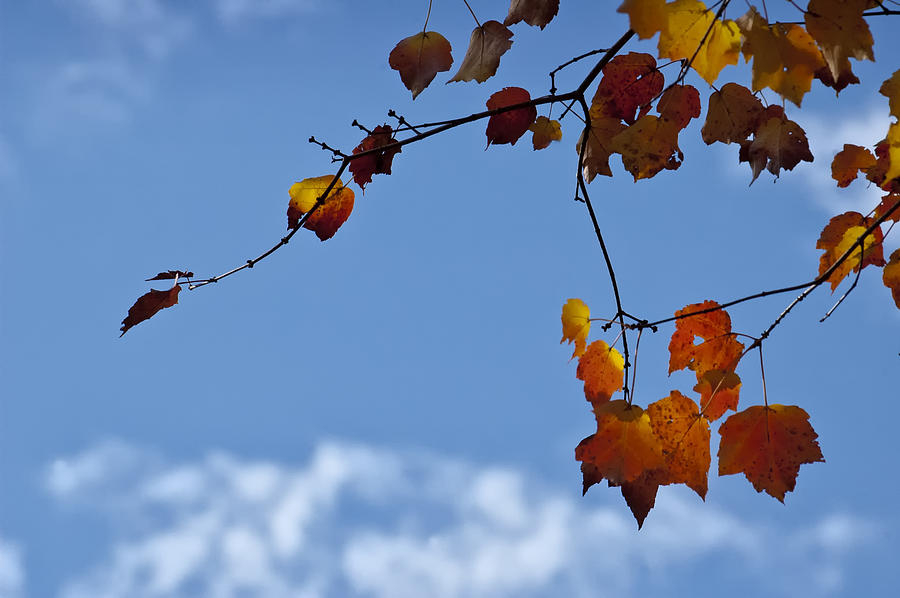 Sky Leaves Photograph by Ross Powell