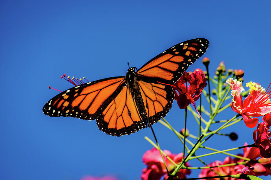 Butterfly Photograph - Sky Monarch by Dan Jordan