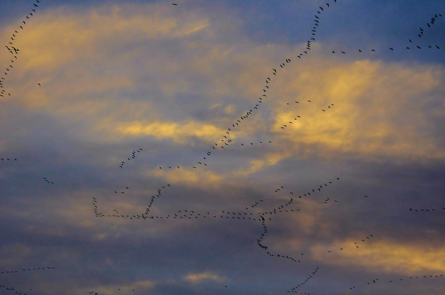Sky of Birds Photograph by Josephine Buschman