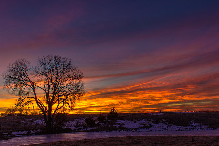 Tree Photograph - Sky on Fire by AllScapes Photography