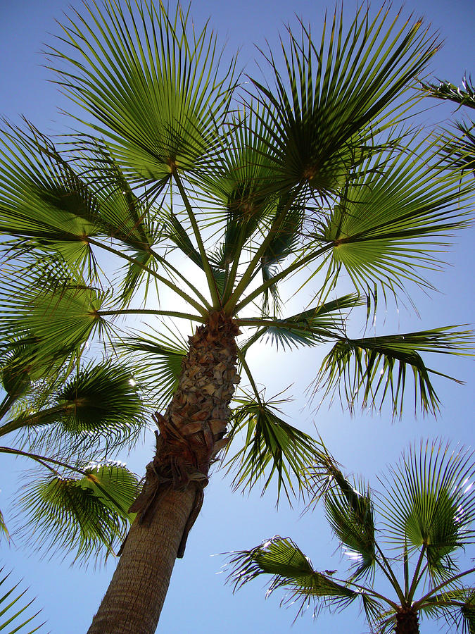 Sky Palm Photograph by Shirley Radebach - Fine Art America