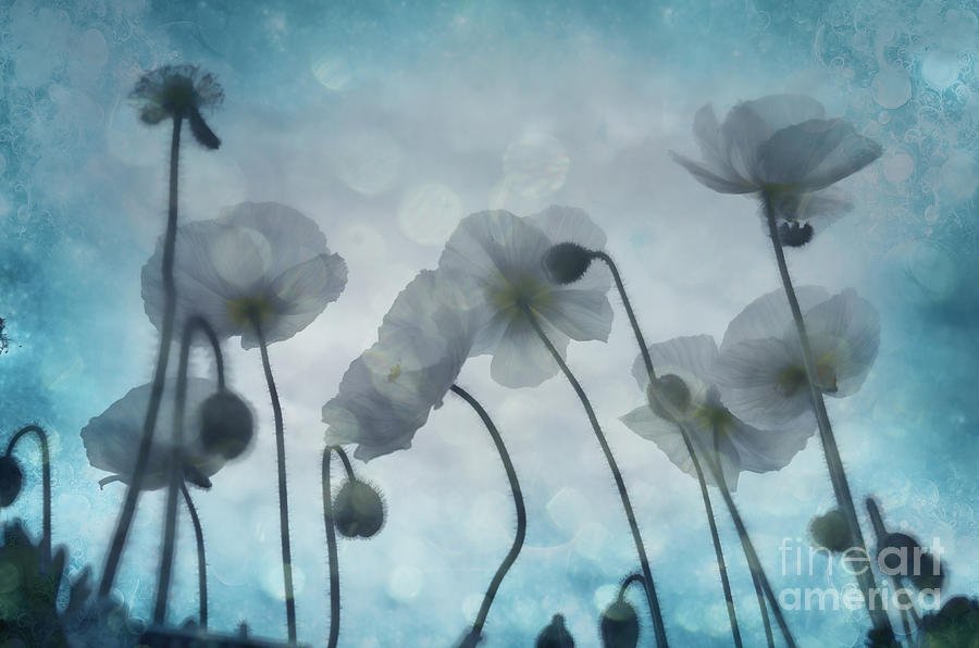 Sky poppies Photograph by Jim And Emily Bush