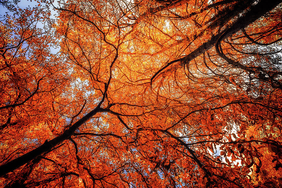 Sky Roots in Forest Red Photograph by John Williams