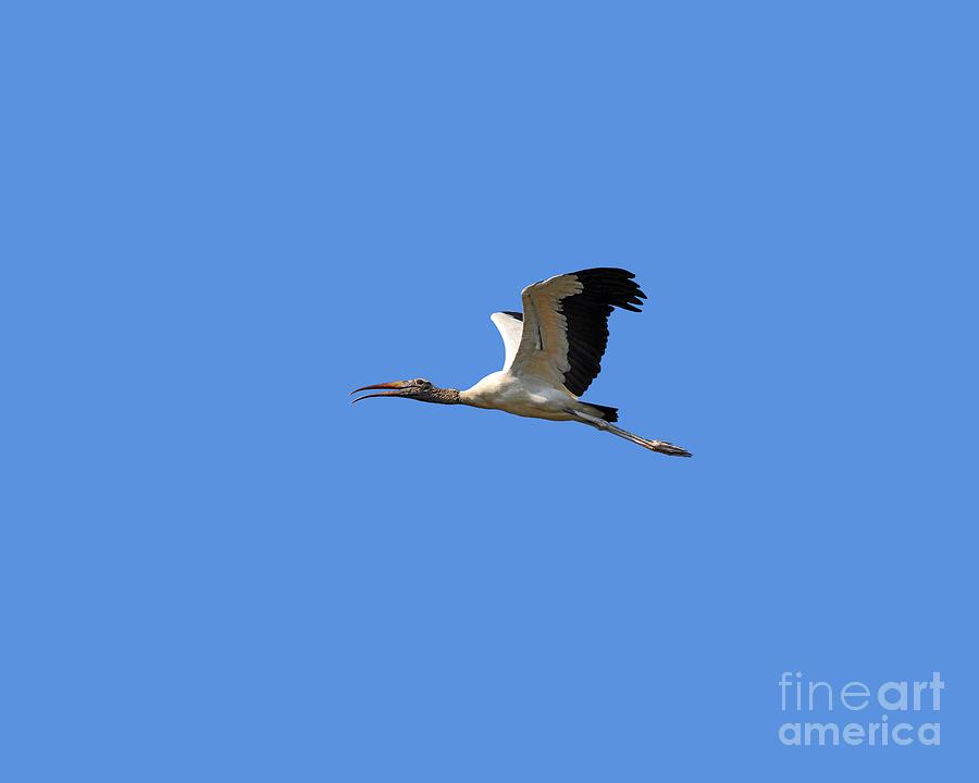 Sky Stork Digital Art .png Photograph by Al Powell Photography USA