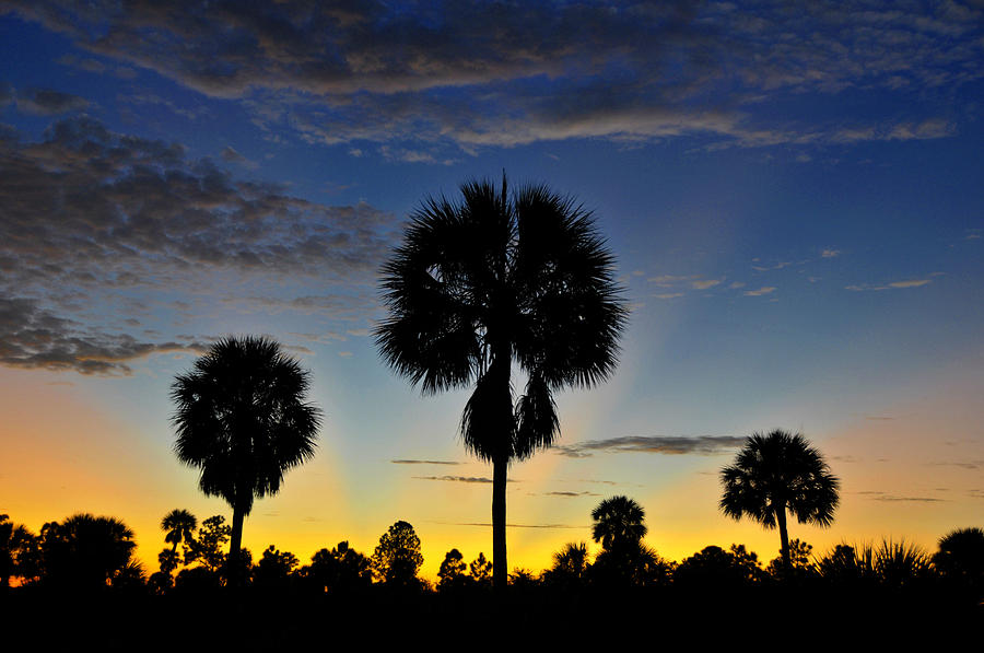 Palms at dusk #2 Photograph by David Lee Thompson