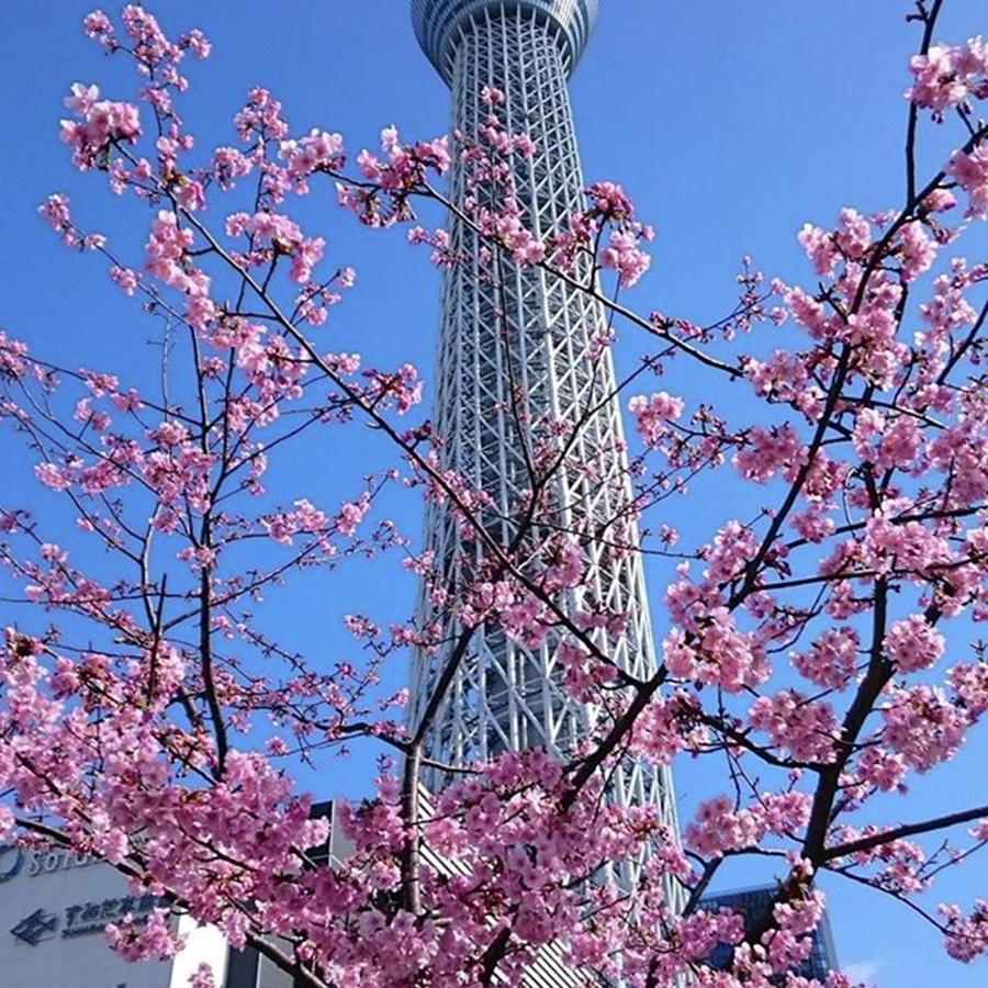 sky Tree Tower With Cherry Blossom Photograph by Yoshihiro Nishida
