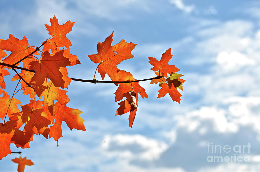 Sky View with Autumn Maple Leaves Photograph by Cindy Schneider