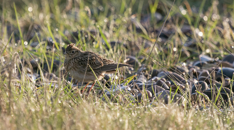 Skylark in the Diamonds Photograph by Wendy Cooper
