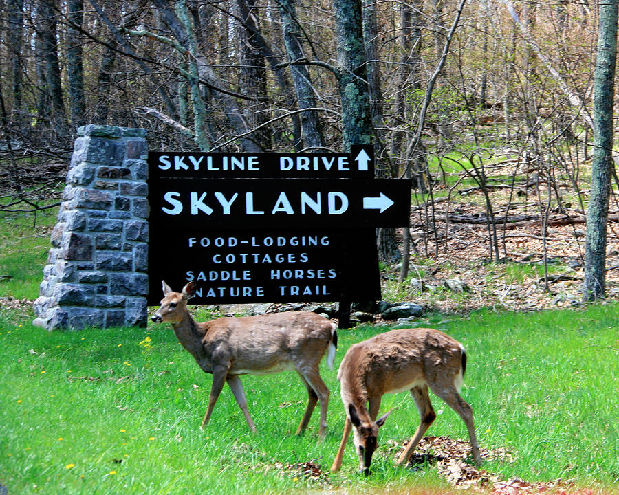 Skyline Drive Deer Photograph by George Jones