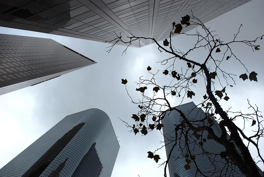 Los Angeles Photograph - Skyscrapers and Tree View by Matt Quest