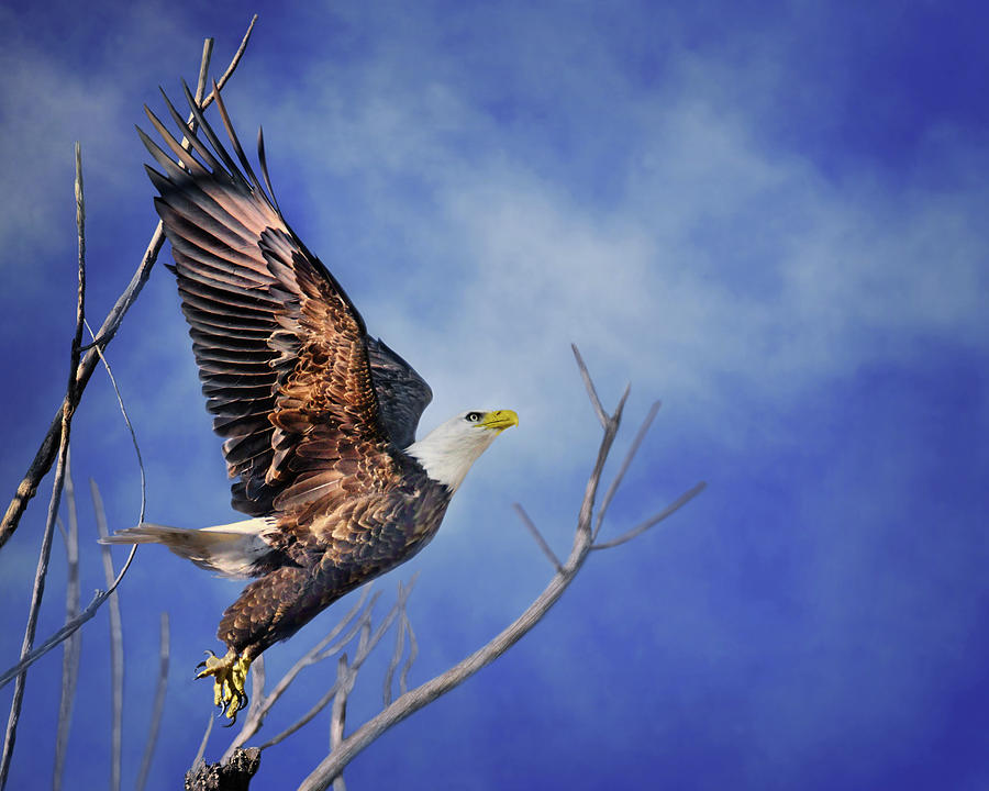 Skyward - Bald Eagle Photograph by Nikolyn McDonald