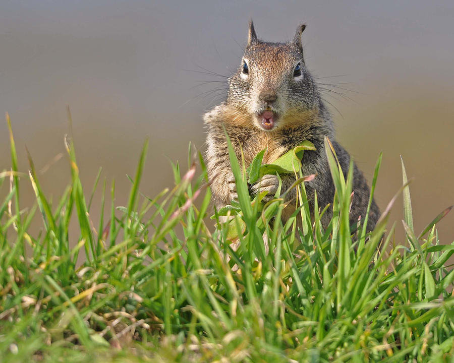 Slack-jawed squirrel Photograph by Matt MacMillan