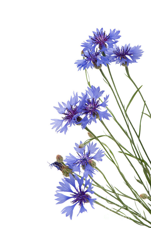Slant Blue Cornflower Flowers Isolated Photograph