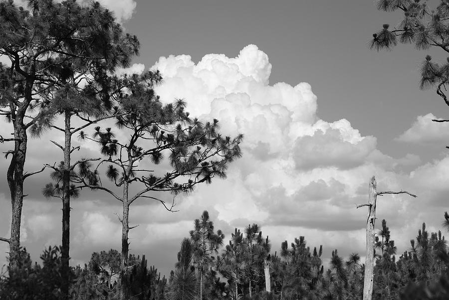Black And White Photograph - Slash Pine Forest by Steven Scott