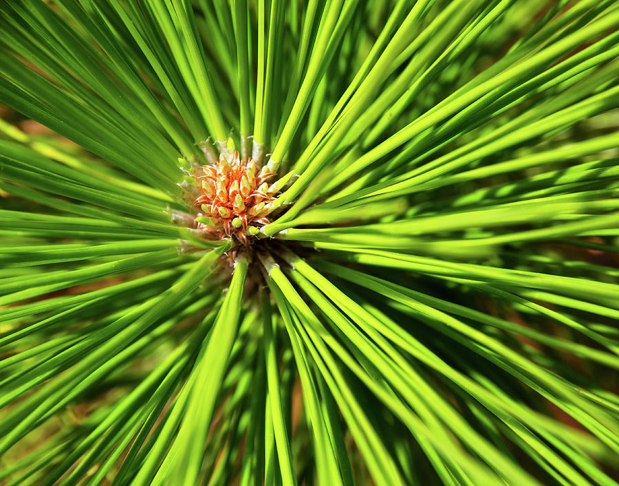 Slash Pine Needles Photograph by Arthur Dodd