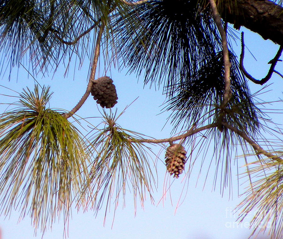 Slash-pine Pine cones  Photograph by Terri Mills