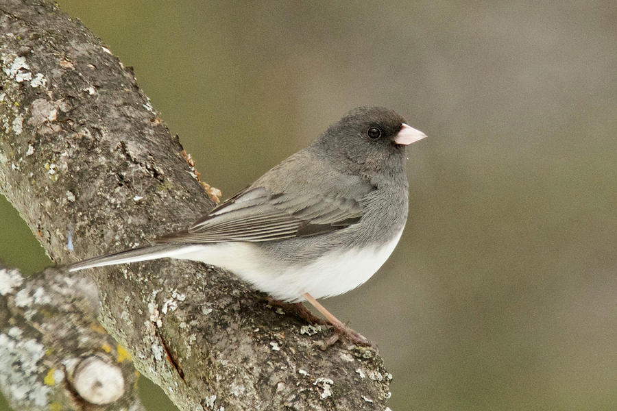 Slate-colored Dark-eyed Junco 3097 Photograph by Michael Peychich