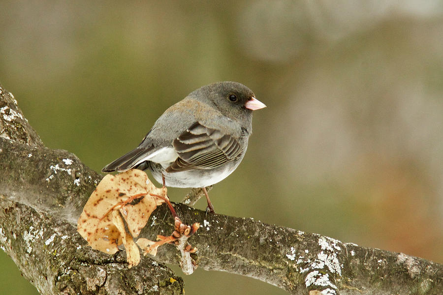 Slate-colored Dark-eyed Junco 3121 Photograph by Michael Peychich