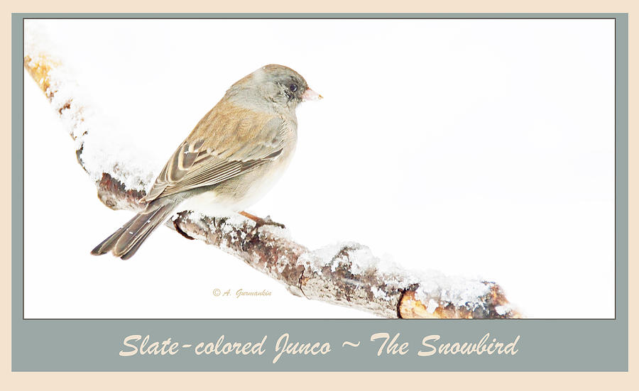 Slate Colored Junco in Snow Digital Art by A Macarthur Gurmankin