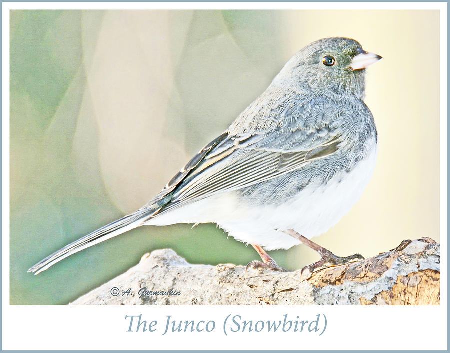 Slate-colored Junco Snowbird Female Photograph by A Macarthur Gurmankin