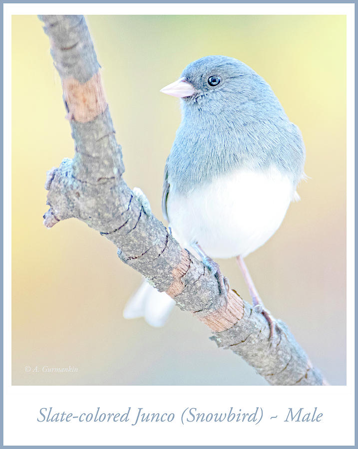 Slate Colored Junco, Snowbird, Male Photograph by A Macarthur Gurmankin