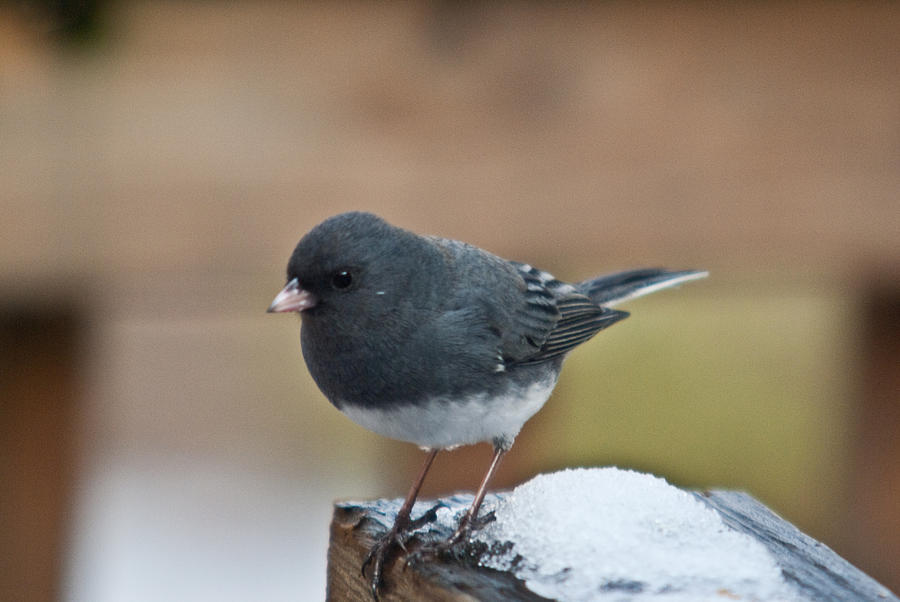 Slate Junco Feeding In Snow Photograph