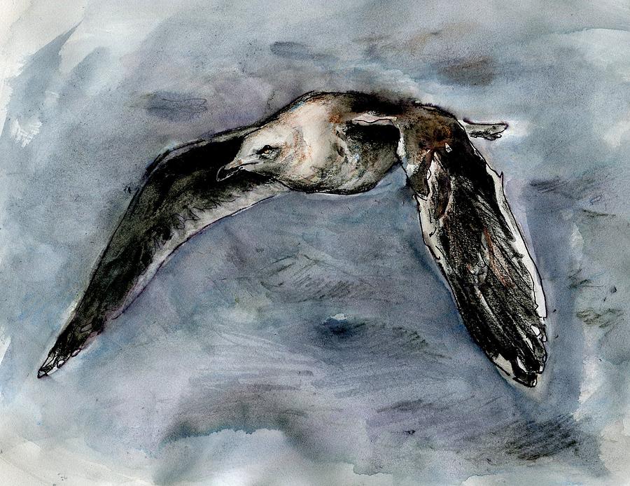 Slaty-backed Gull by Abby McBride Slaty-backed Gull by Abby McBride