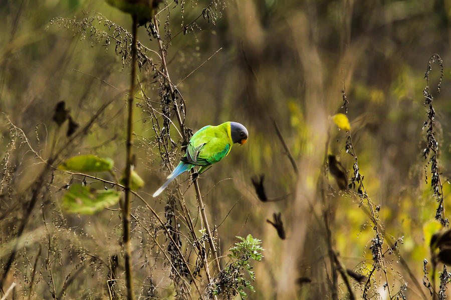 Slaty-headed parakeet Photograph by Ramabhadran Thirupattur
