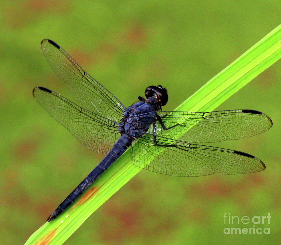 Slaty Skimmer Dragonfly Photograph by Donna Brown