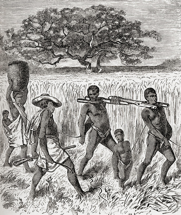 Slave Driving In Africa In The 19th Drawing by Vintage Design Pics