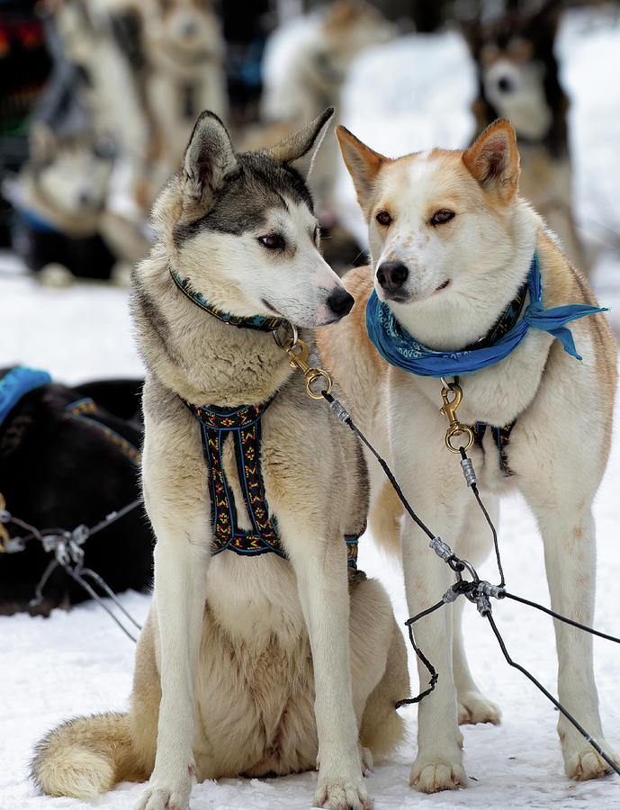 Sled Dogs Photograph by David Buhler