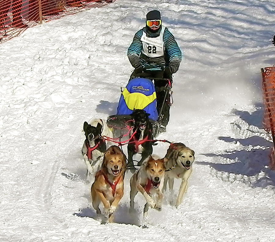 Dog Photograph - Sled dogs in action by Maureen Beaudet