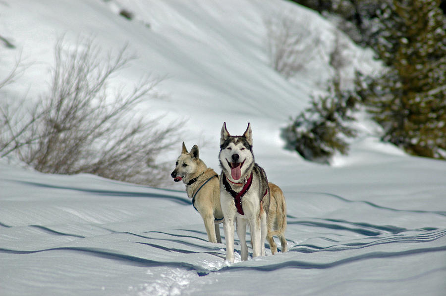 Winter Photograph - Sled Dogs by Teresa Blanton