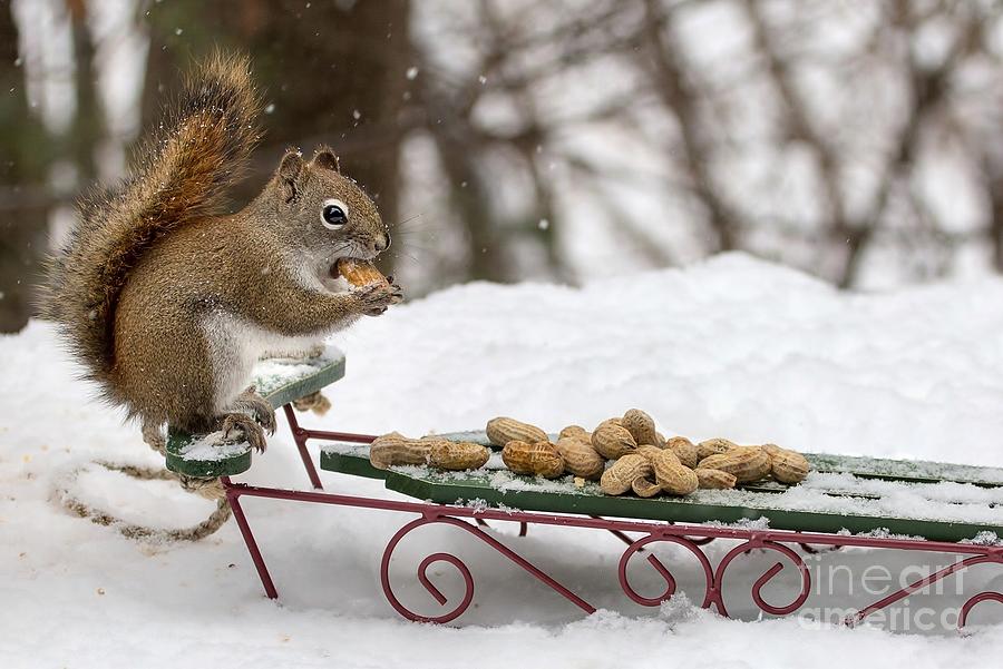 Sled Squirrel Photograph by Karin Pinkham