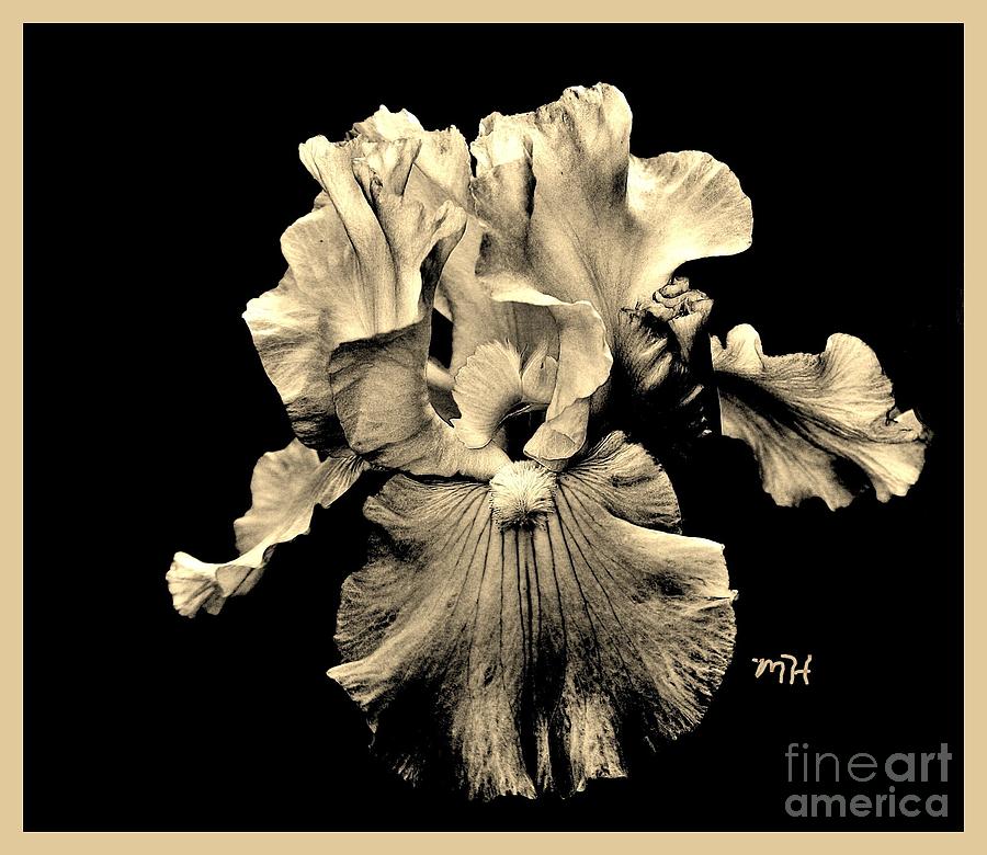 Sleek Sepia Iris Photograph by Marsha Heiken
