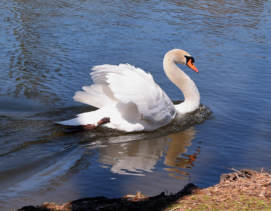 Sleek Swan Photograph by Maria Keady - Fine Art America